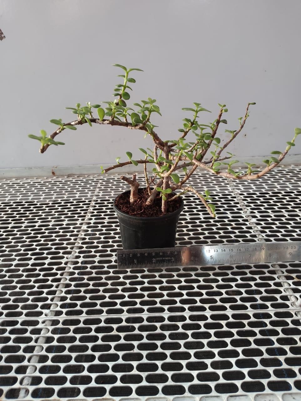 Jade Feng Shui Plant